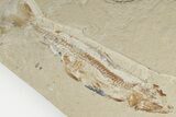 Fossil Fish Association (Halec & Prionolepis) - Fish in Stomach! - #201379-2